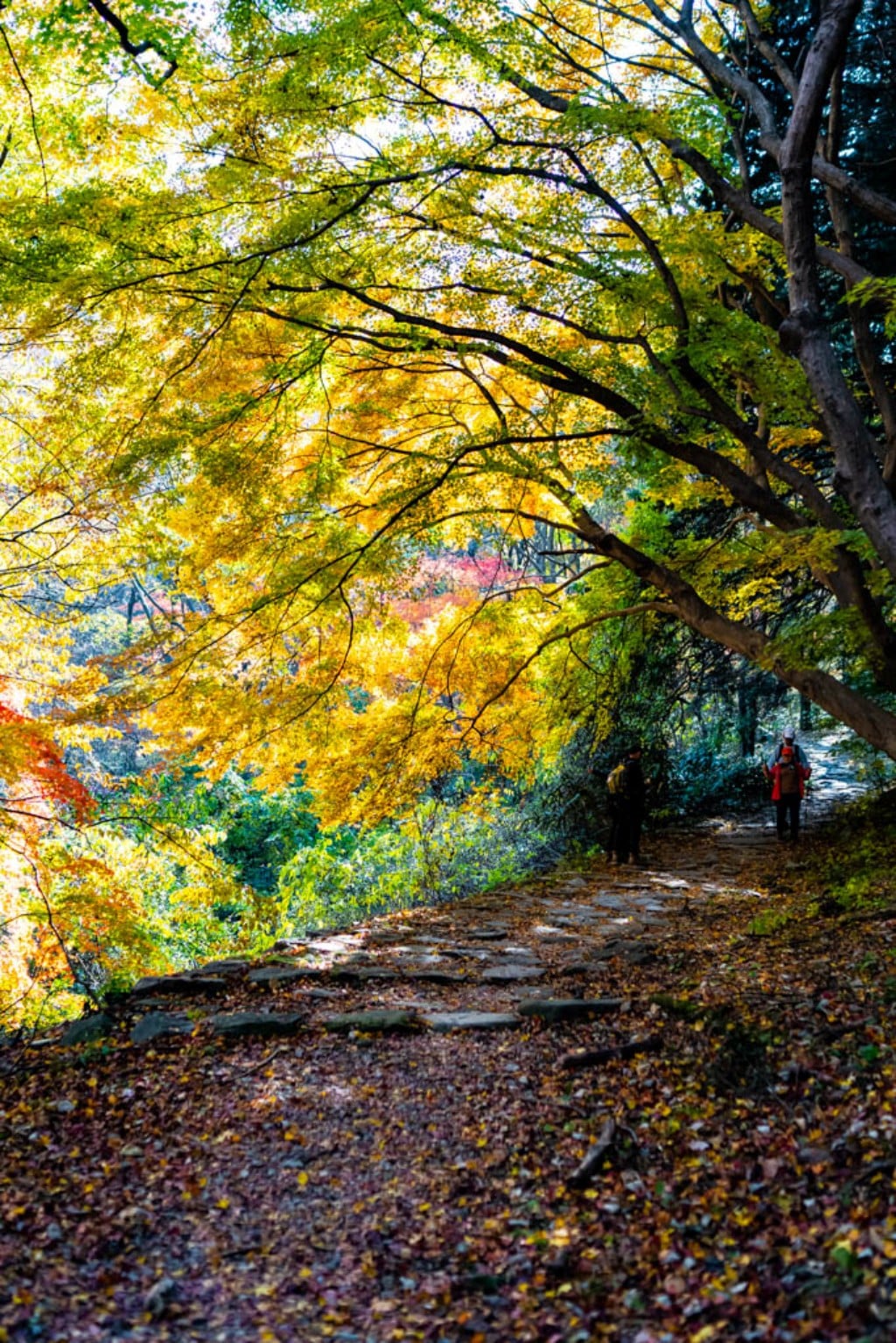 22년 내장산 단풍, 진 단풍이 더 아름답더라. 8 내장사 단풍 구경, 장군봉으로 가는 길에서 만난 단풍나무,