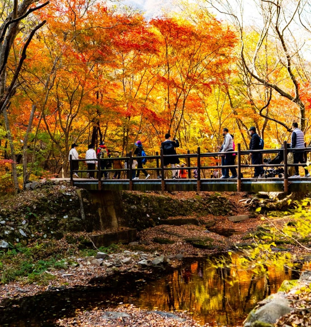 22년 내장산 단풍, 진 단풍이 더 아름답더라. 3 22년 내장산 단풍, 진 단풍이 더 아름답더라. 3