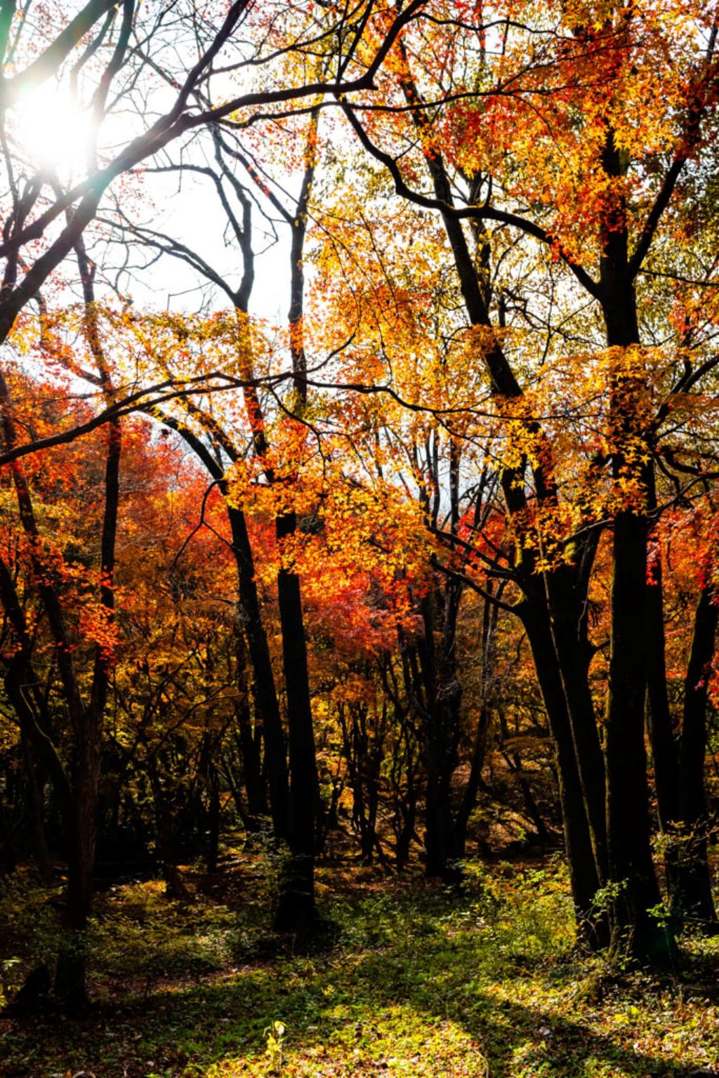 22년 내장산 단풍, 진 단풍이 더 아름답더라. 2 22년 내장산 단풍, 진 단풍이 더 아름답더라. 2