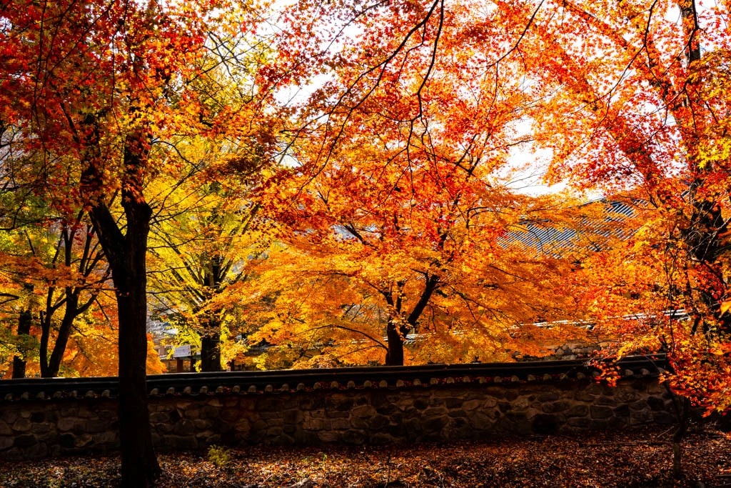 22년 내장산 단풍, 진 단풍이 더 아름답더라. 11 22년 내장산 단풍, 진 단풍이 더 아름답더라. 5
