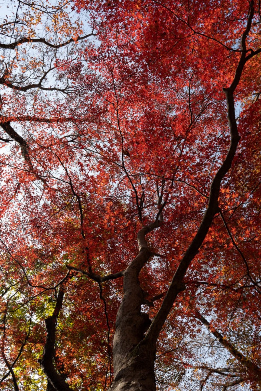 22년 내장산 단풍, 진 단풍이 더 아름답더라. 20 22년 내장산 단풍, 진 단풍이 더 아름답더라. 14