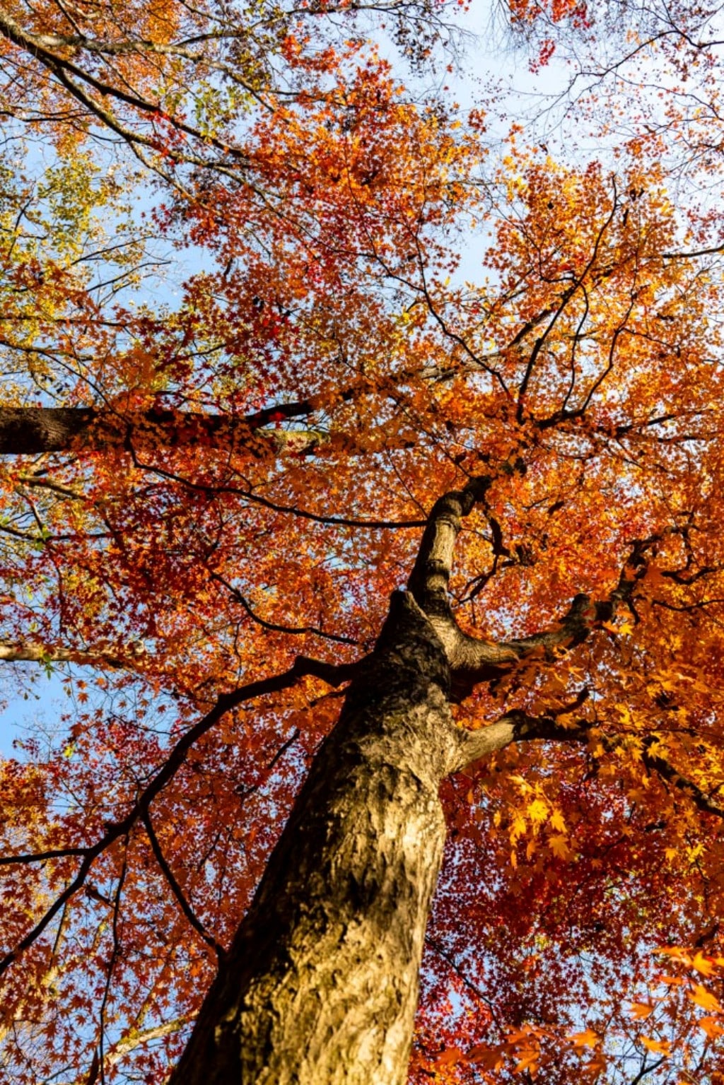 22년 내장산 단풍, 진 단풍이 더 아름답더라. 19 22년 내장산 단풍, 진 단풍이 더 아름답더라. 13