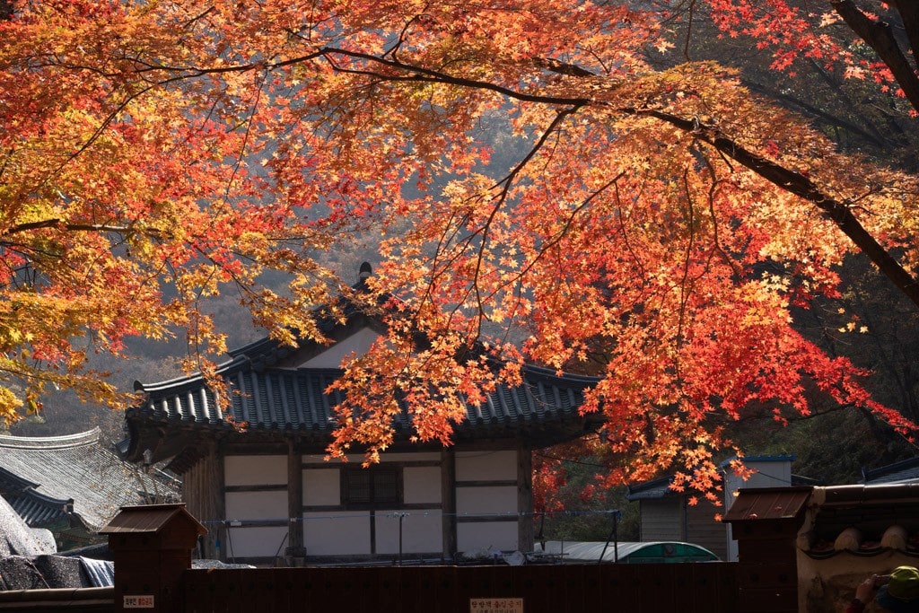 22년 내장산 단풍, 진 단풍이 더 아름답더라. 10 22년 내장산 단풍, 진 단풍이 더 아름답더라. 4