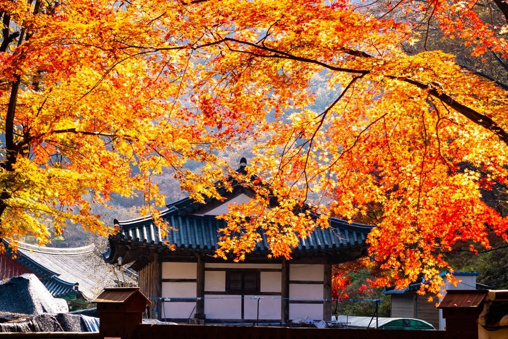 22년 내장산 단풍, 진 단풍이 더 아름답더라. 12 22년 내장산 단풍, 진 단풍이 더 아름답더라. 6