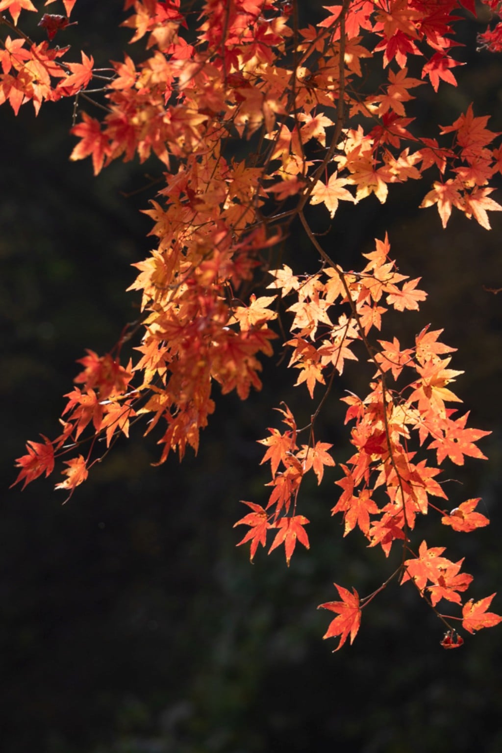 22년 내장산 단풍, 진 단풍이 더 아름답더라. 15 22년 내장산 단풍, 진 단풍이 더 아름답더라. 9