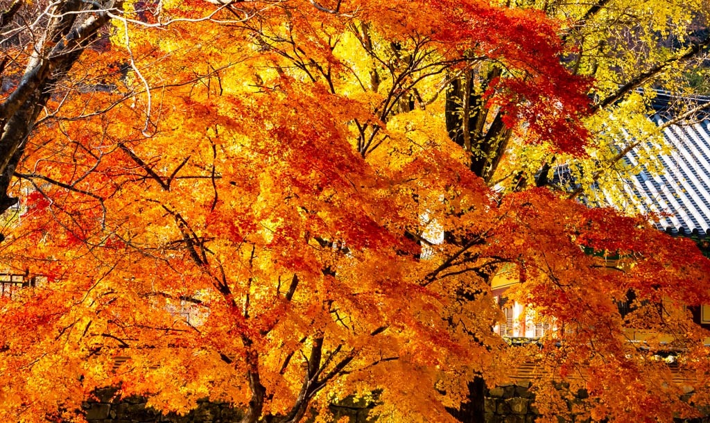 22년 내장산 단풍, 진 단풍이 더 아름답더라. 9 내장사 단풍 구경, 내장사 단풍,