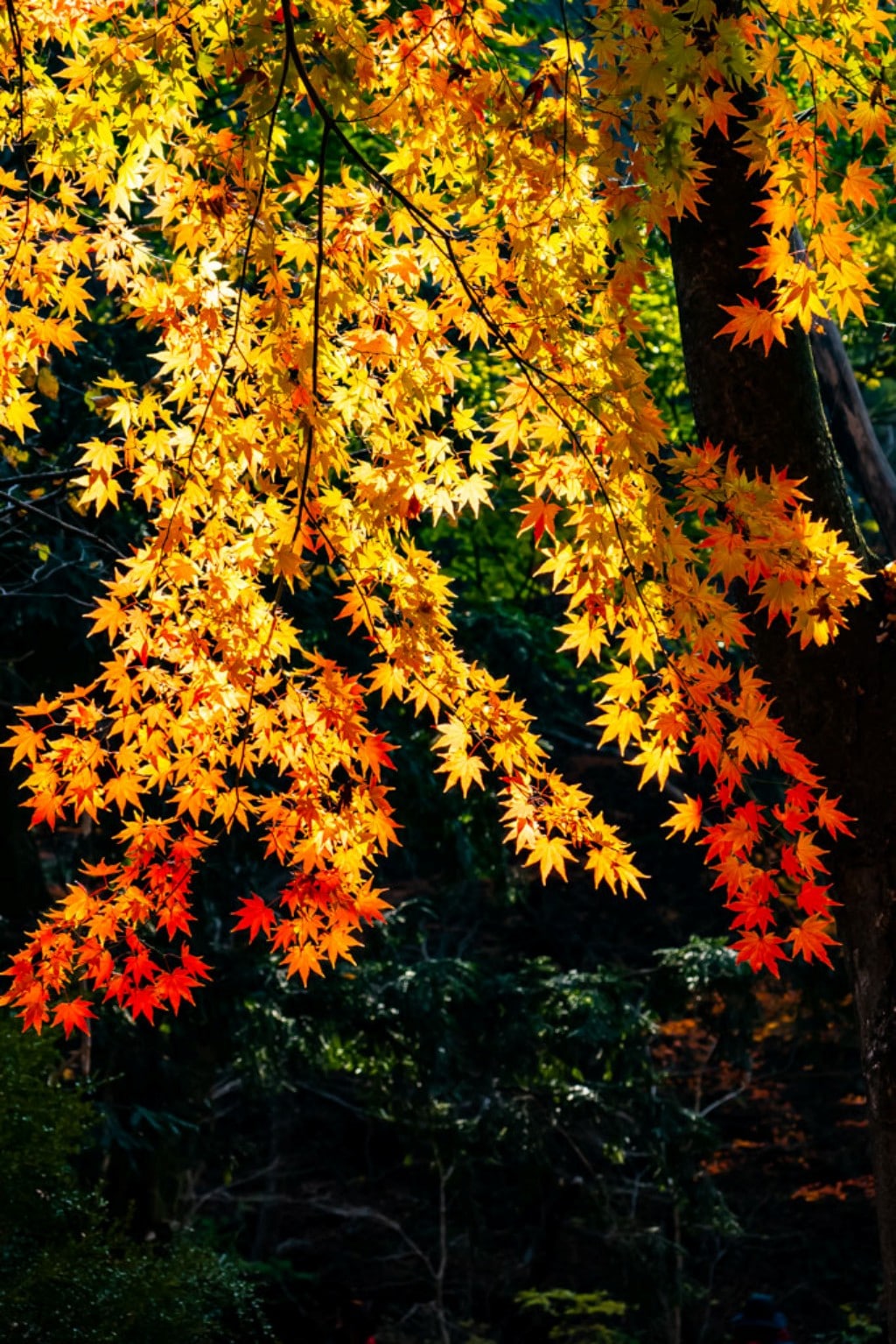 22년 내장산 단풍, 진 단풍이 더 아름답더라. 14 22년 내장산 단풍, 진 단풍이 더 아름답더라. 8