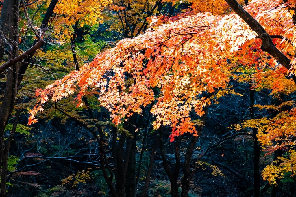 22년 내장산 단풍, 진 단풍이 더 아름답더라. 16 22년 내장산 단풍, 진 단풍이 더 아름답더라. 10