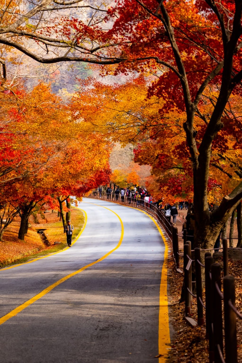 22년 내장산 단풍, 진 단풍이 더 아름답더라. 17 22년 내장산 단풍, 진 단풍이 더 아름답더라. 11