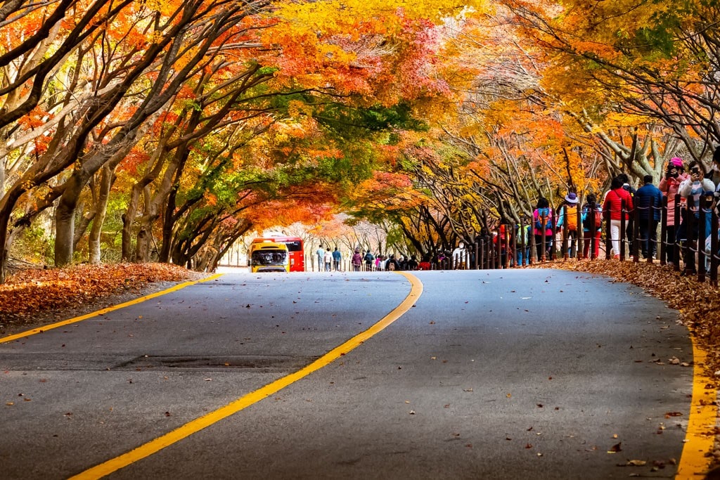 22년 내장산 단풍, 진 단풍이 더 아름답더라. 18 22년 내장산 단풍, 진 단풍이 더 아름답더라. 12