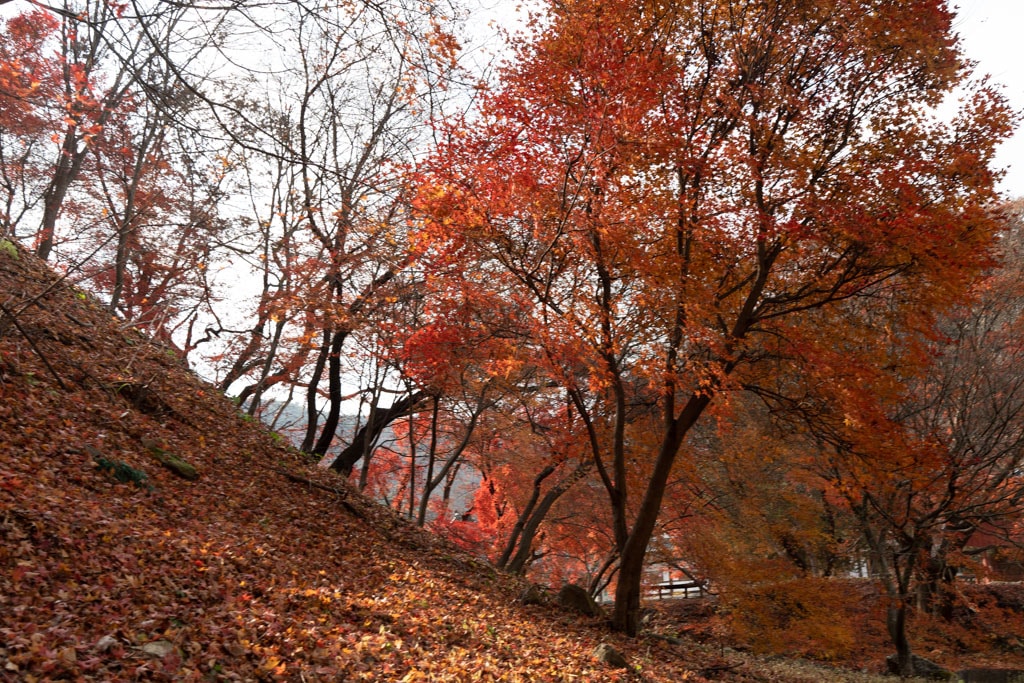 봄이 아름답다는 마곡사, 가을도 아름답다, 공주 마곡사 단풍 기행 24