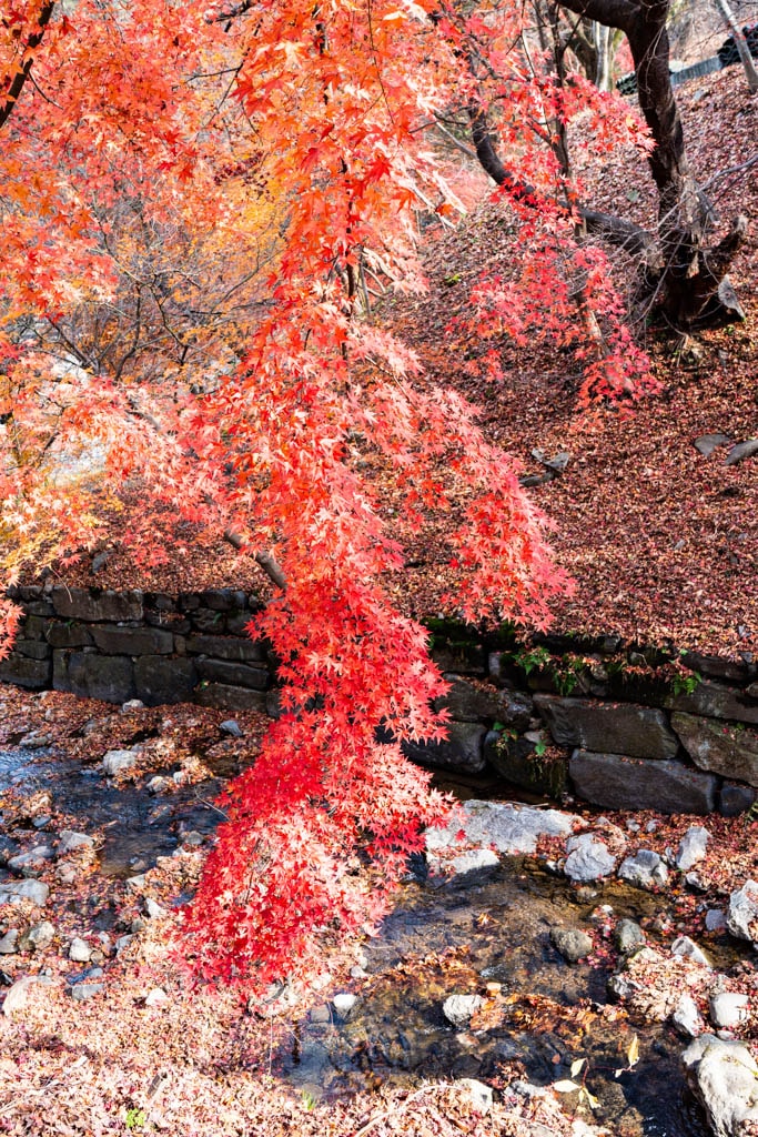 봄이 아름답다는 마곡사, 가을도 아름답다, 공주 마곡사 단풍 기행 22