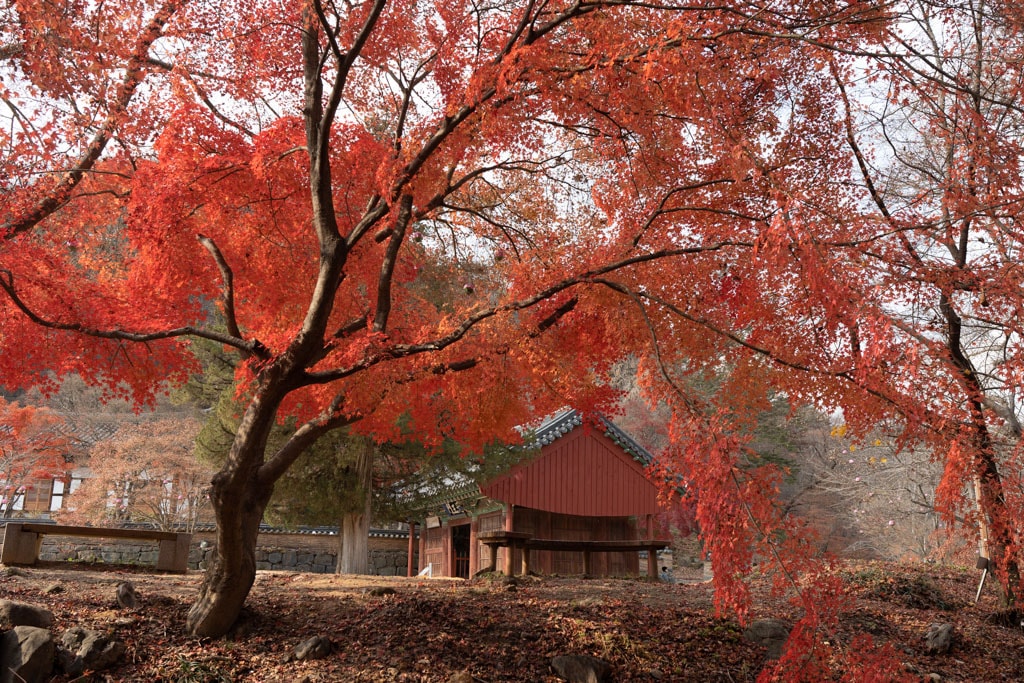 마곡사 단풍사이로 보이는 마곡사 천왕문