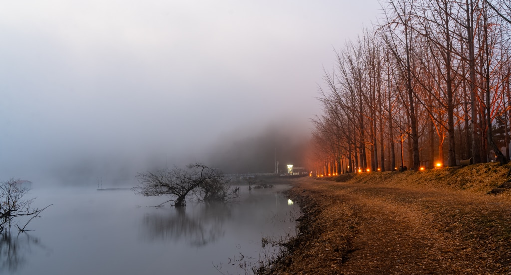 문광저수지 안개, 이미 은행잎은 다지고 앙상한 가지로 남은 체 아침 안개낀 저수지를 내려다 보고 있다.