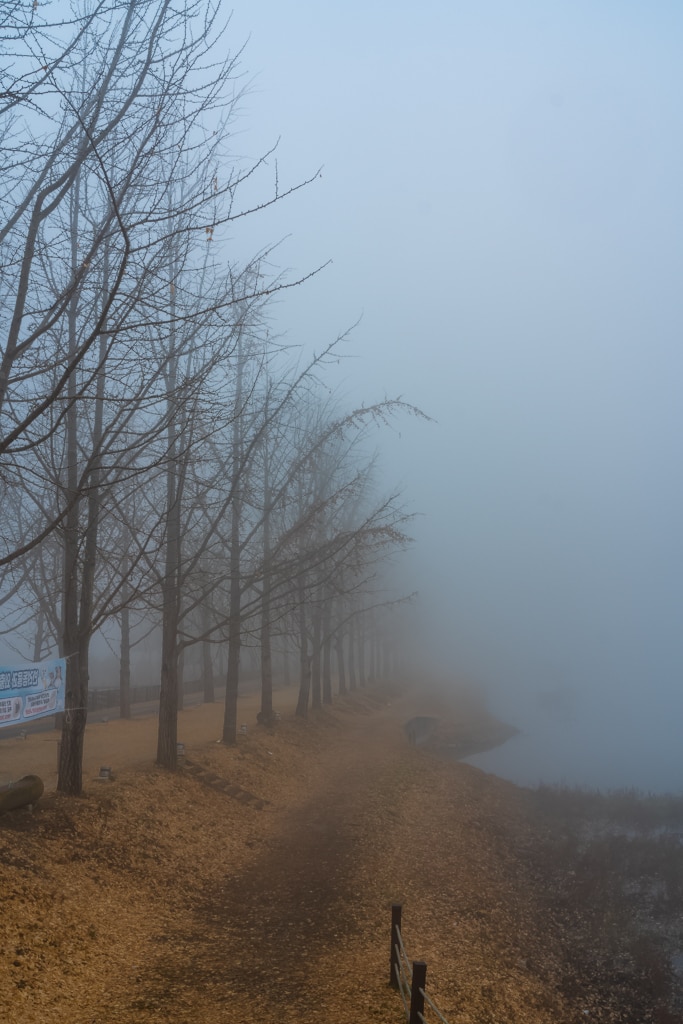 문광저수지 안개, 문광저수지 안개, 이미 은행잎은 다지고 앙상한 가지로 남은 체 아침 안개낀 저수지를 내려다 보고 있다.2022-2-2