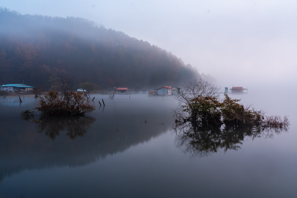 은행나무와 짙은 안개가 신비로웠던 문광저수지 아침 안개 풍경 37