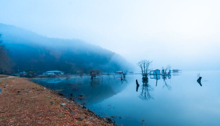 은행나무와 짙은 안개가 신비로웠던 문광저수지 아침 안개 풍경