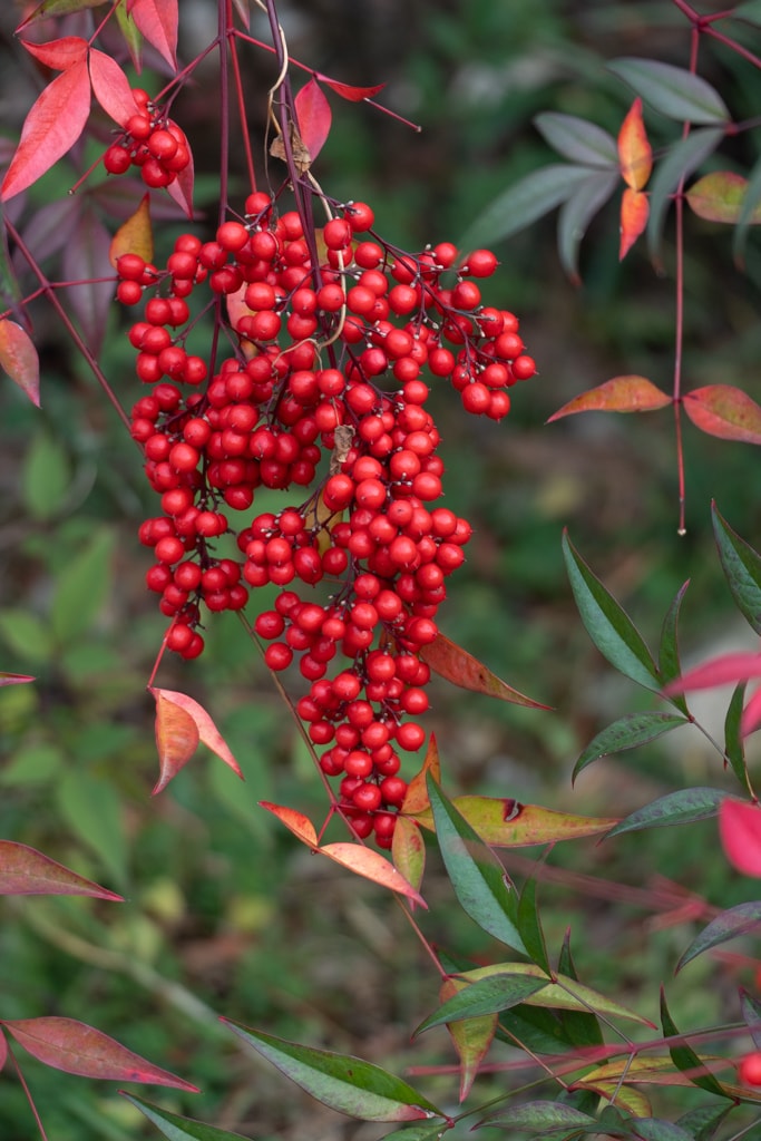 봉녕사 가을 풍경, 남천
