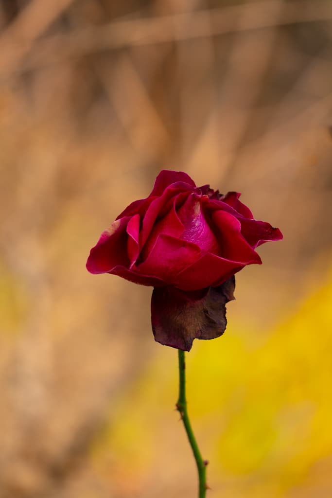 수원 봉녕사 만추 풍경 5