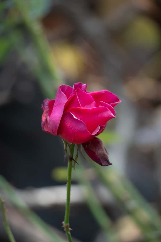 수원 봉녕사 만추 풍경 7