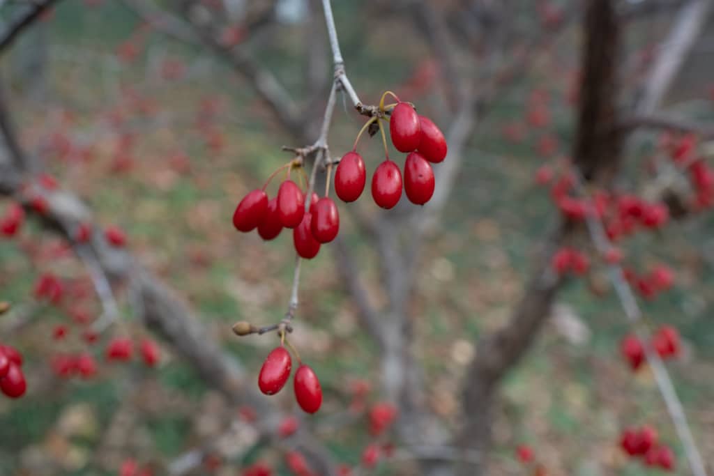 봉녕사 가을 풍경, 산수유 열매