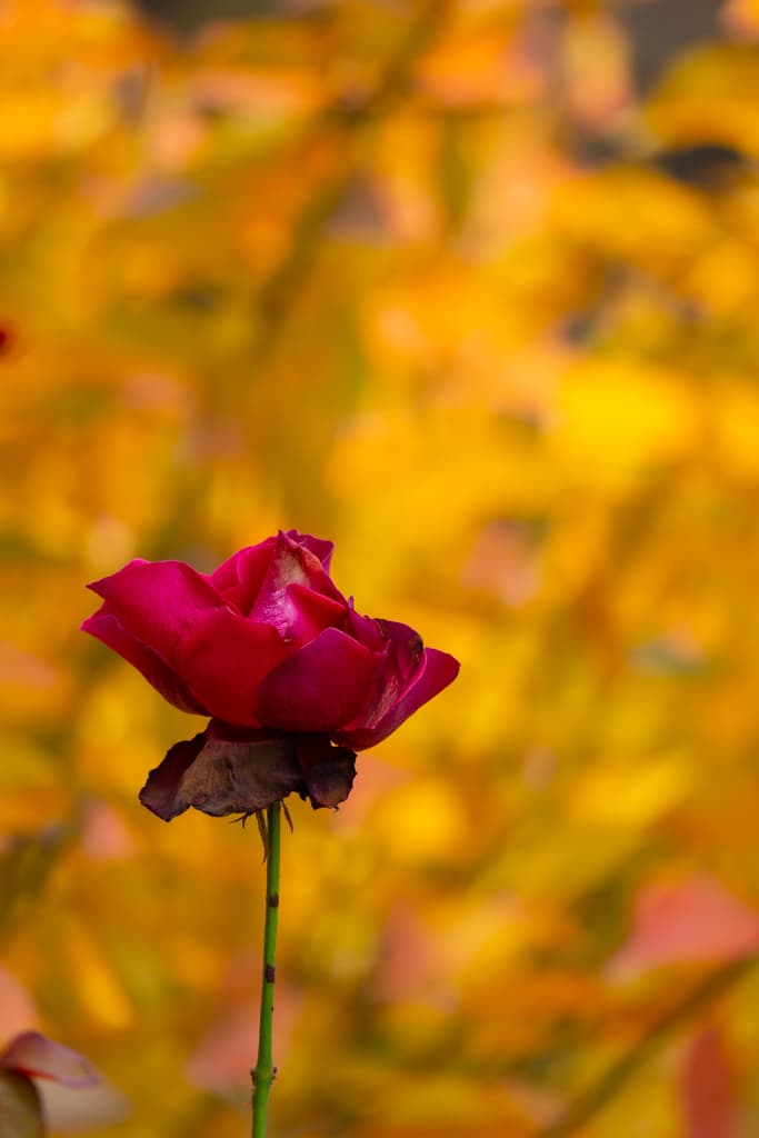 수원 봉녕사 만추 풍경 6