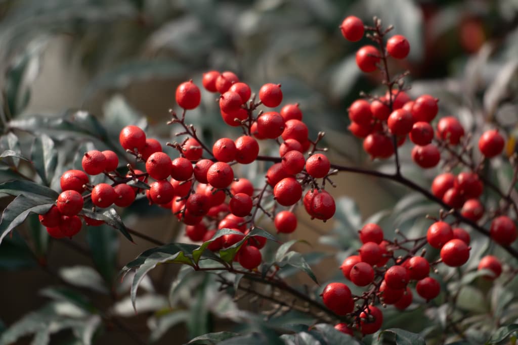 수원 봉녕사 만추 풍경 10