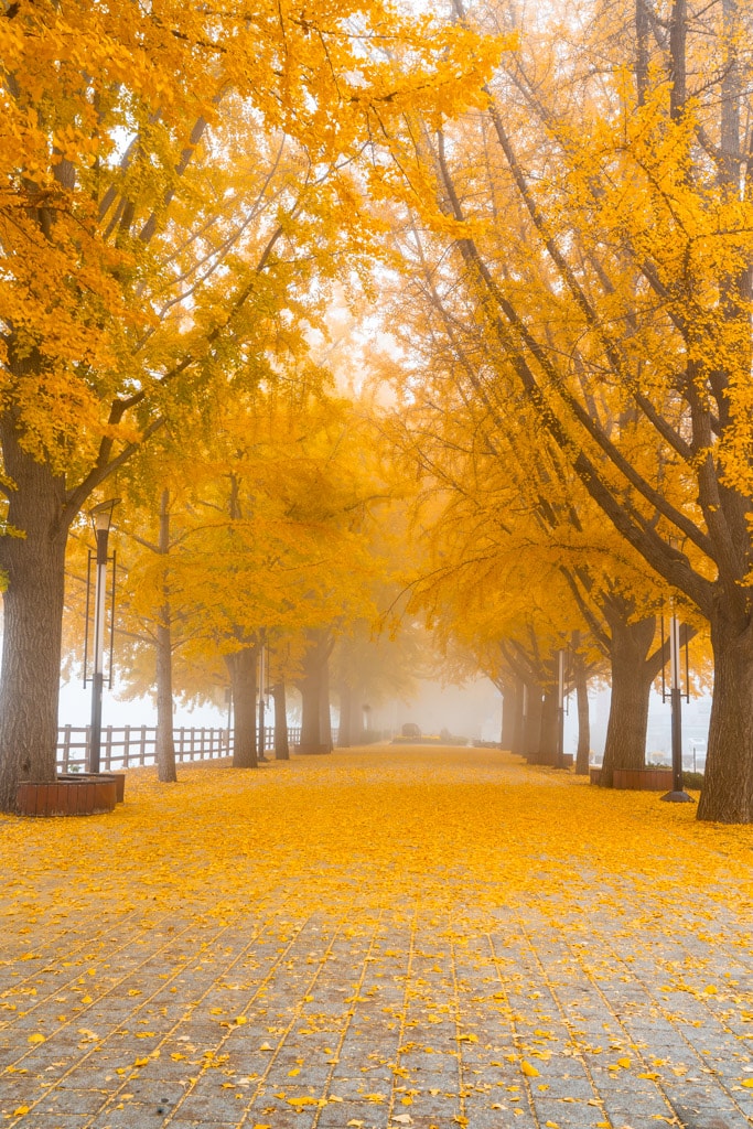 짙은 안개가 신비로웠던 아산 은행나무길 55 짙은 안개가 신비로웠던 아산 은행나무길 8