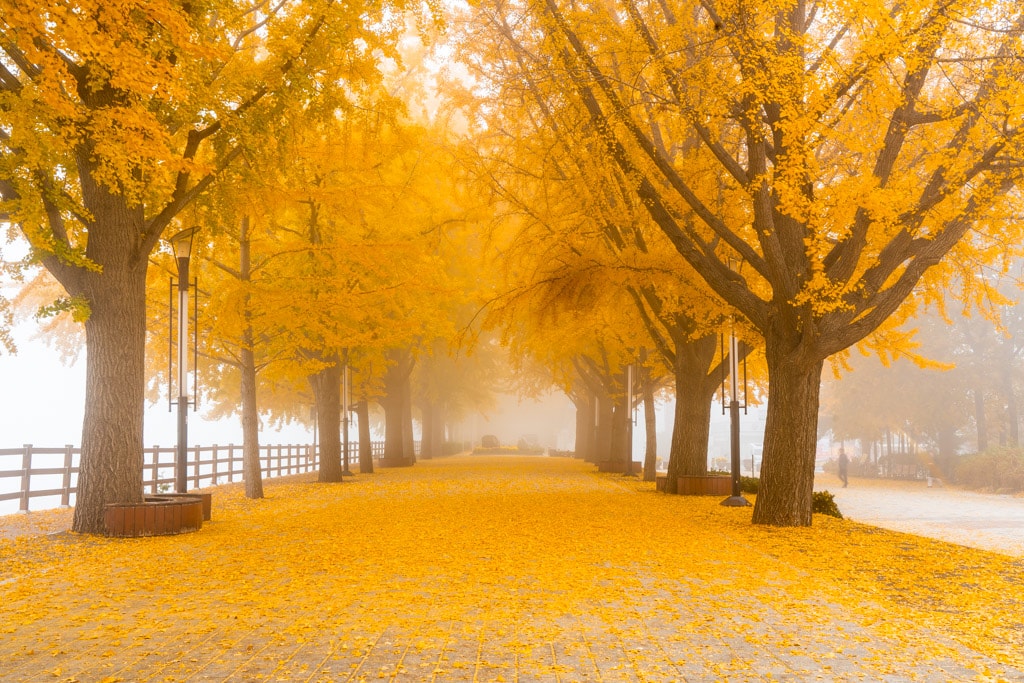 짙은 안개가 신비로웠던 아산 은행나무길 57 짙은 안개가 신비로웠던 아산 은행나무길 10