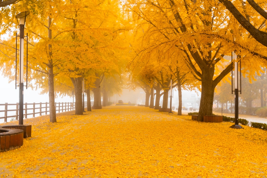 짙은 안개가 신비로웠던 아산 은행나무길 58 아산 은행나무길