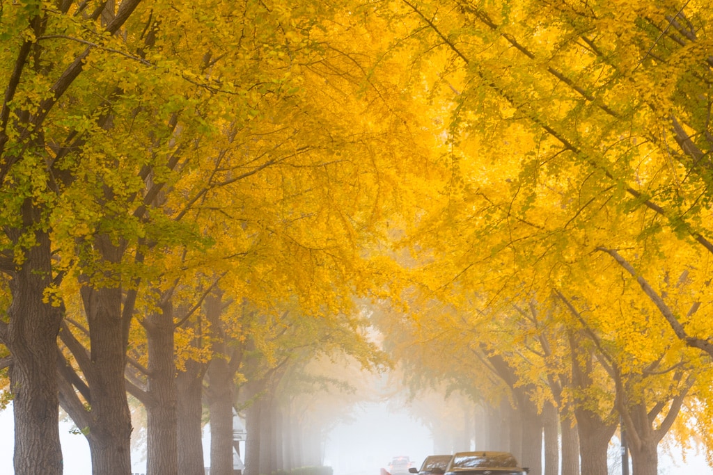 짙은 안개가 신비로웠던 아산 은행나무길 54 짙은 안개가 신비로웠던 아산 은행나무길 7