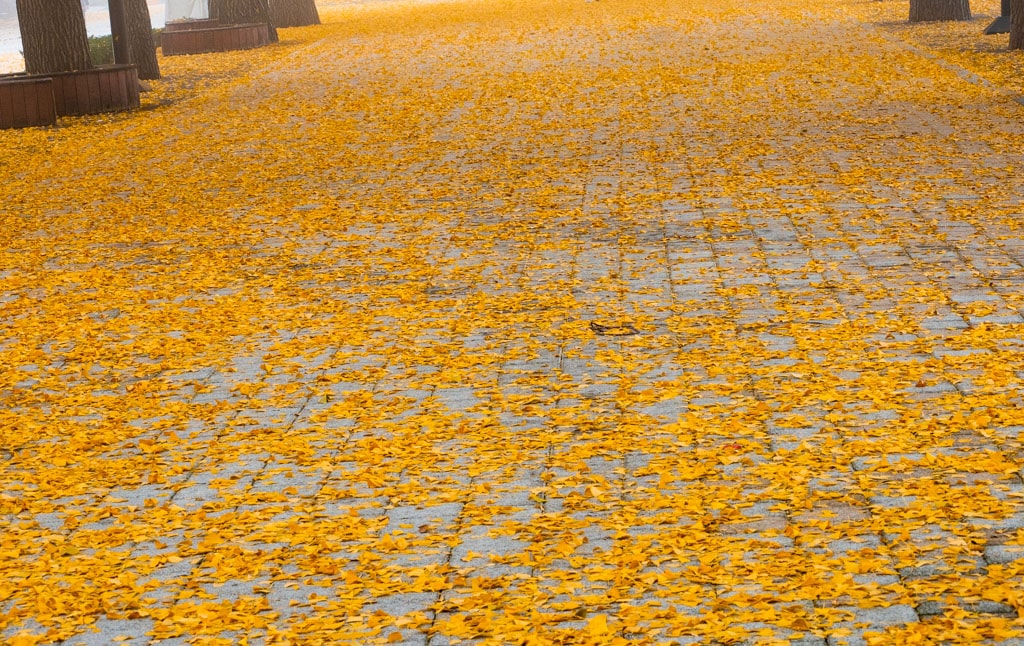 짙은 안개가 신비로웠던 아산 은행나무길 59 짙은 안개가 신비로웠던 아산 은행나무길 11