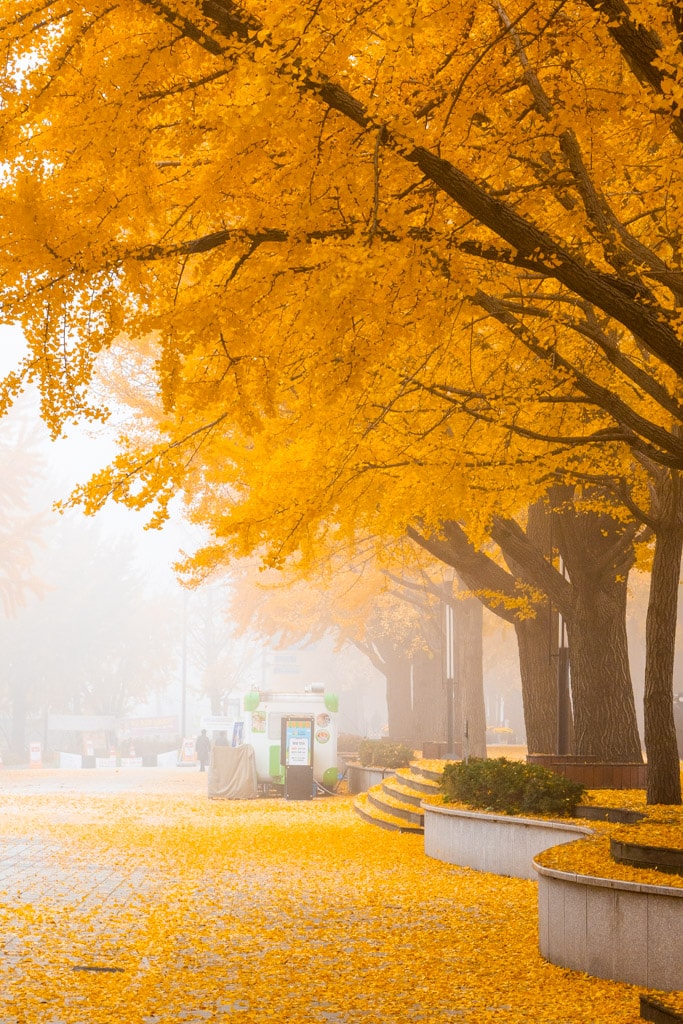 짙은 안개가 신비로웠던 아산 은행나무길 56 짙은 안개가 신비로웠던 아산 은행나무길 9