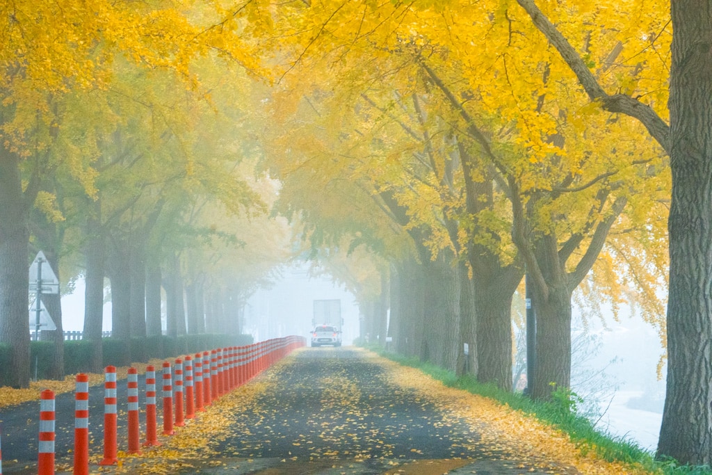 짙은 안개가 신비로웠던 아산 은행나무길 53 짙은 안개가 신비로웠던 아산 은행나무길 6