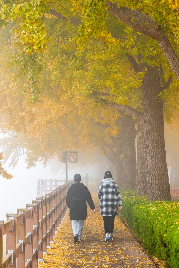 짙은 안개가 신비로웠던 아산 은행나무길 60 짙은 안개가 신비로웠던 아산 은행나무길 12