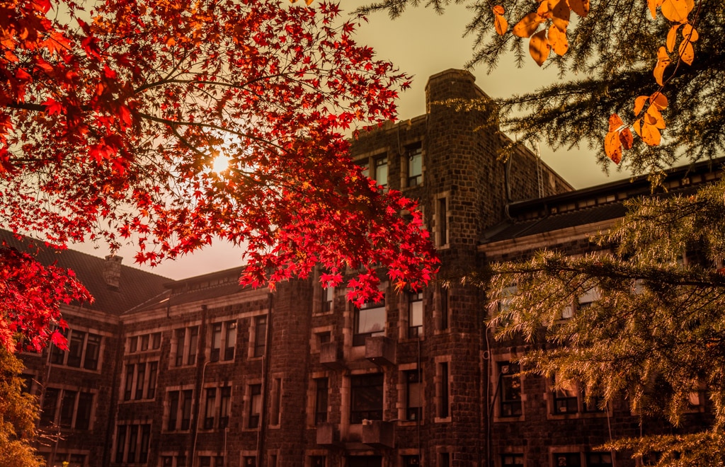 추억속에서 연세대 가을을 담다 77 연세대 가을 단풍, 연세대 연희관 뒤 단풍,