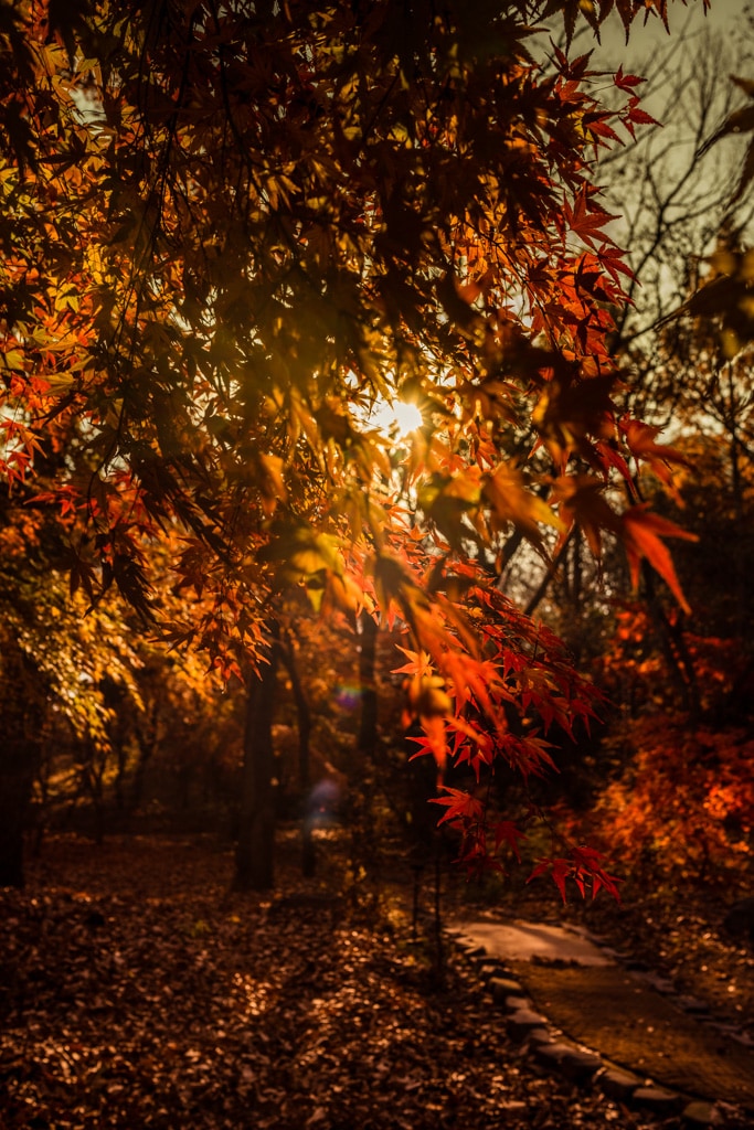 추억속에서 연세대 가을을 담다 89 추억속에서 연세대 가을을 담다 28