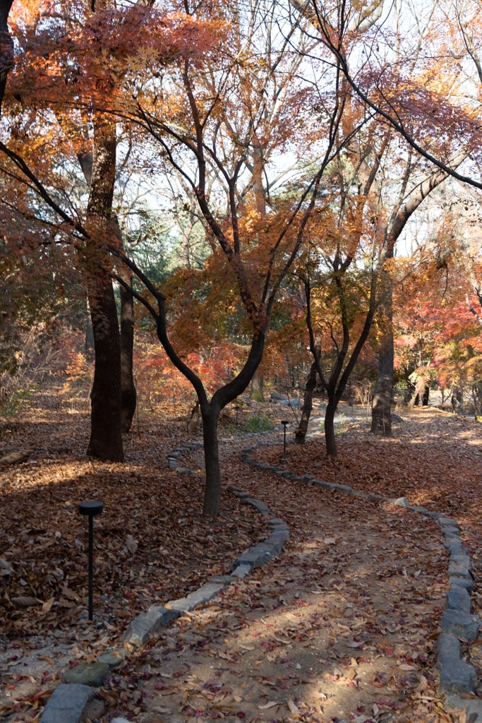 추억속에서 연세대 가을을 담다 87 추억속에서 연세대 가을을 담다 26