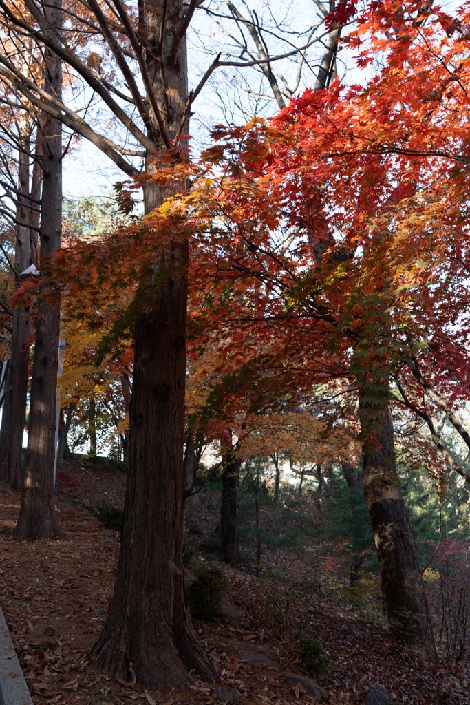 추억속에서 연세대 가을을 담다 88 추억속에서 연세대 가을을 담다 27