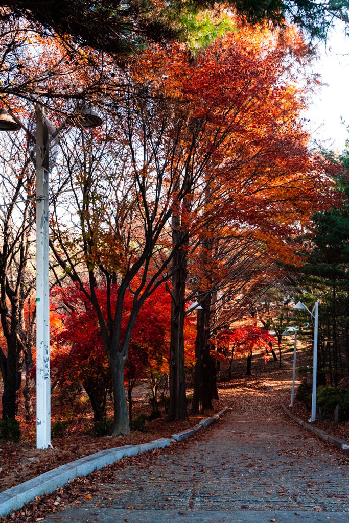 추억속에서 연세대 가을을 담다 86 추억속에서 연세대 가을을 담다 25