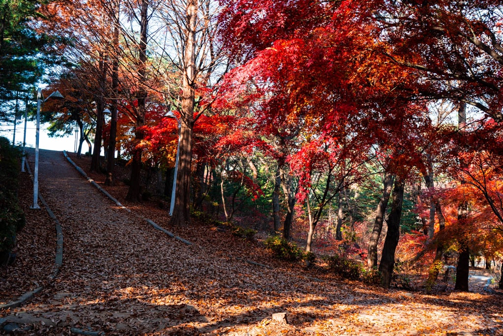 추억속에서 연세대 가을을 담다 90 추억속에서 연세대 가을을 담다 29