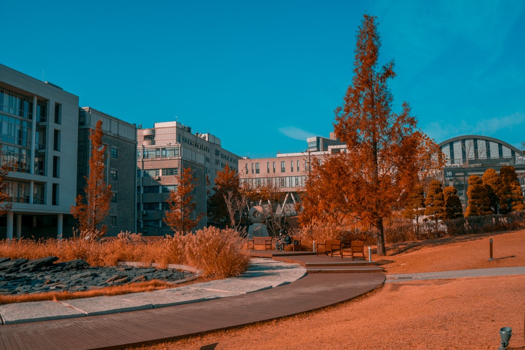 추억속에서 연세대 가을을 담다 92 추억속에서 연세대 가을을 담다 31