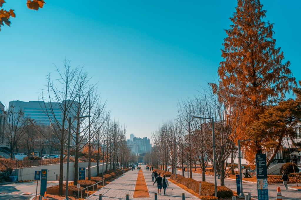 추억속에서 연세대 가을을 담다 68 본관에서 바라본 연세대 백양로