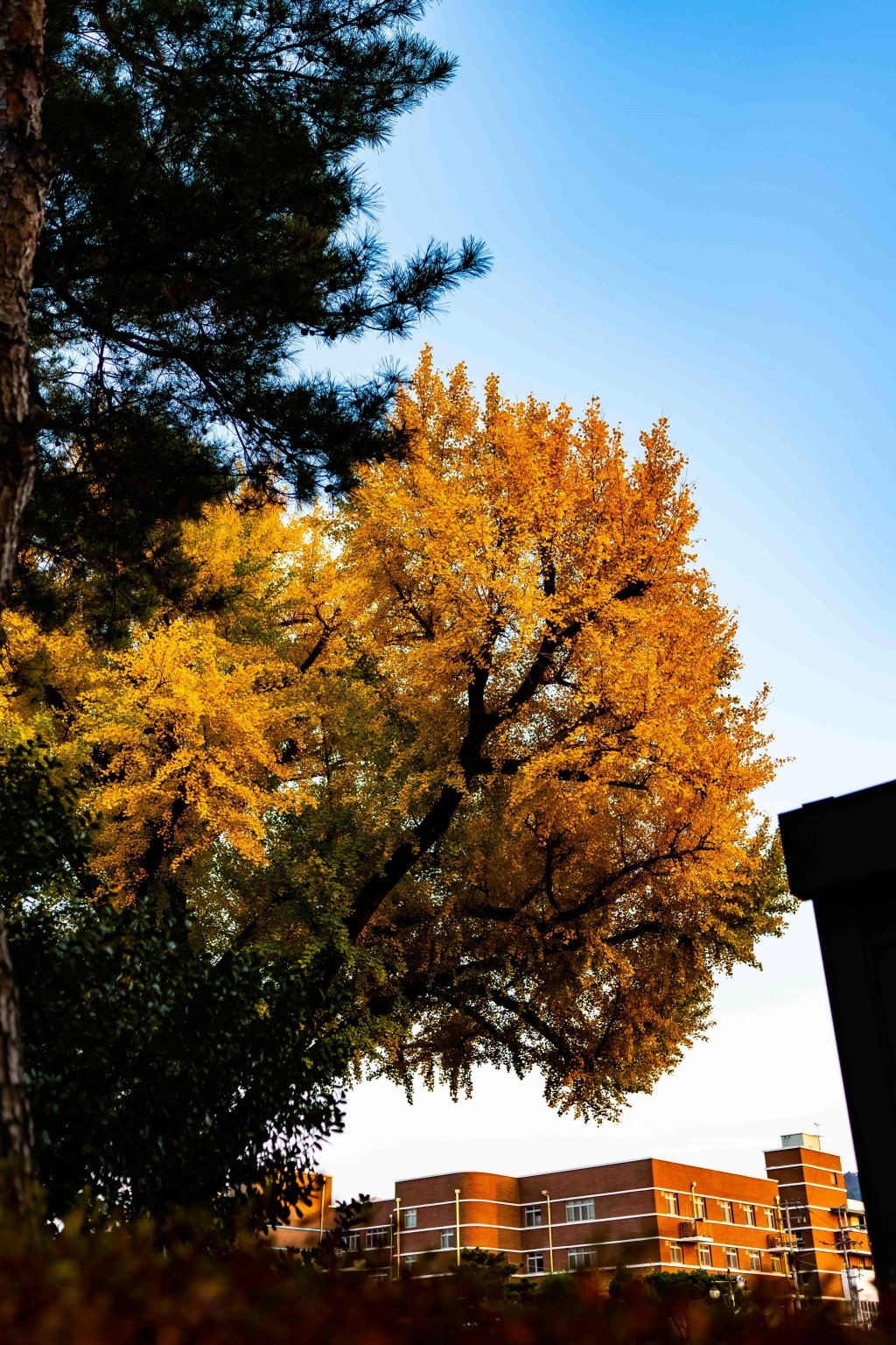 전주 한옥마을, 전동성당 은행나무와 성심여고,