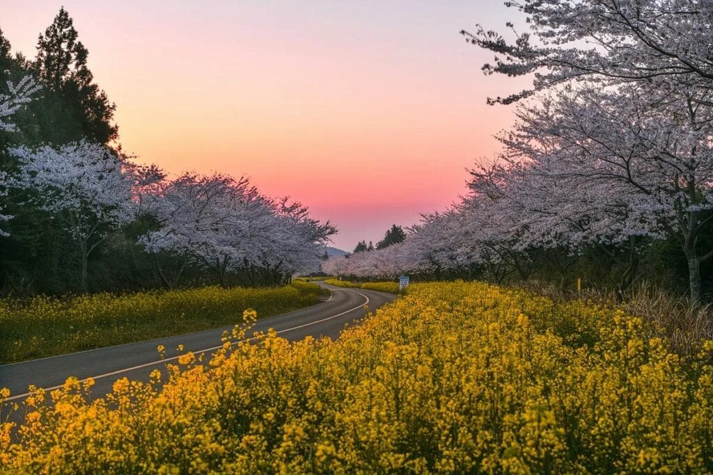 제주 출사 여행을 위한 아름다운 제주 여행지 50 제주 드라이브 코스, 노을의 녹산로 유채꽃길, Photo from jaesun.kim.924 instagram