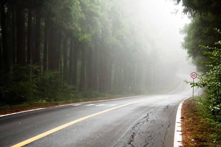 제주 출사 여행을 위한 아름다운 제주 여행지 49 제주 드라이브 코스, 안개낀 삼나무숲길
