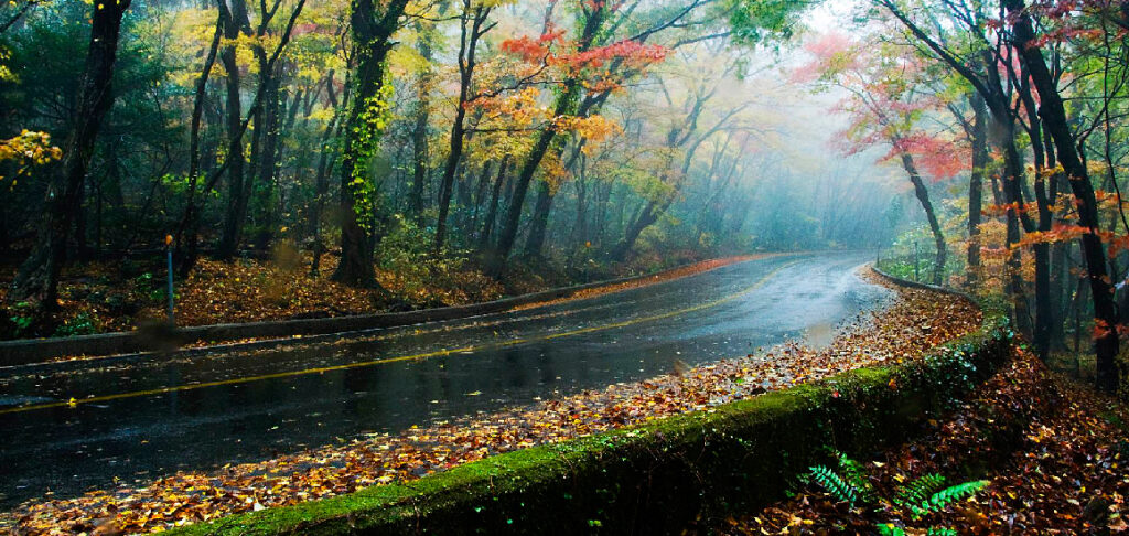 제주 출사 여행을 위한 아름다운 제주 여행지 45 제주 드라이브 코스, 제주 516숲도로 풍경, Image from visitjeju.net