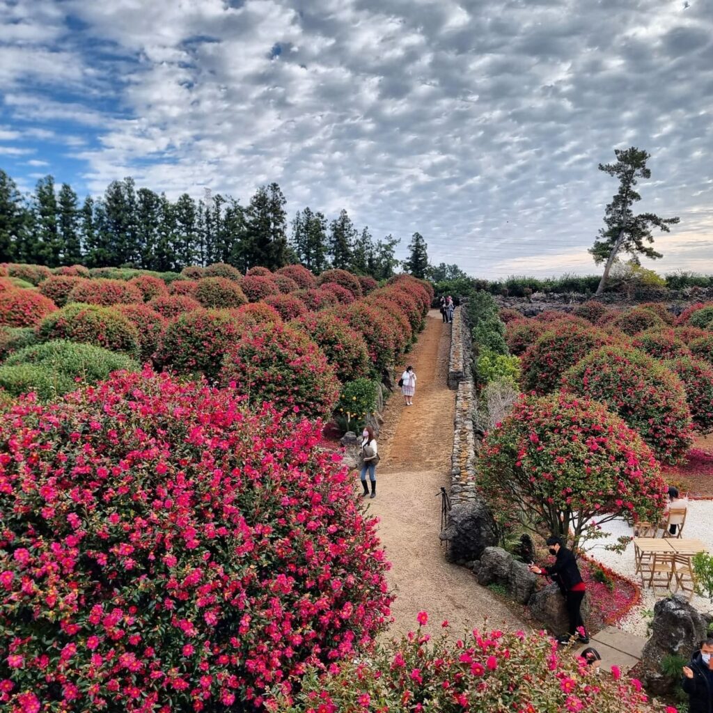 제주 출사 여행을 위한 아름다운 제주 여행지 35 제주 동백 포레스트 동백꽃밭 전경, Photo from ollesori777 instgram