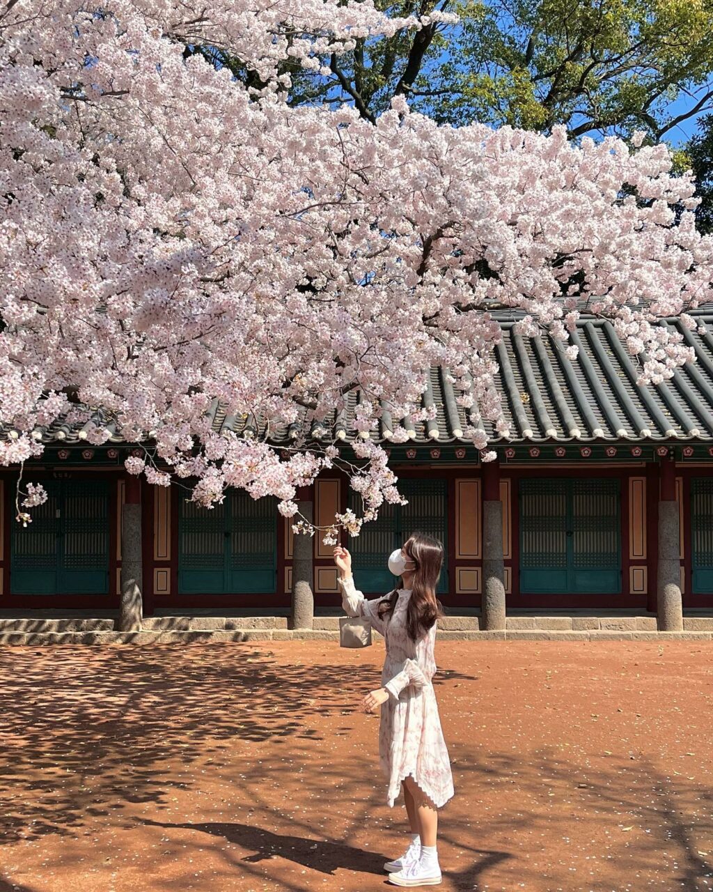 제주 여행, 제주 삼성혈 벚꽃 풍경, Photo from jaejomi Instagram