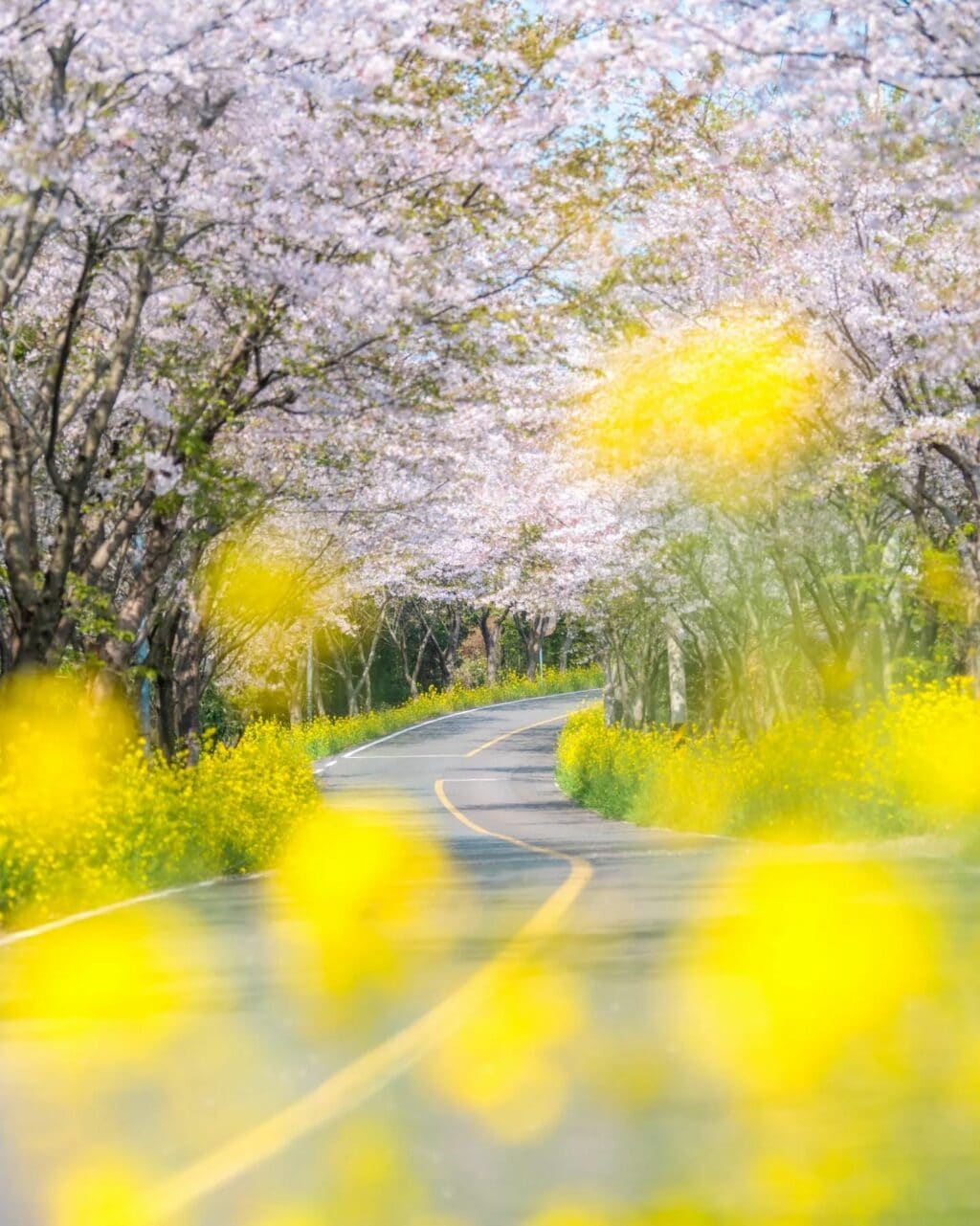 제주 여행, 제주 신풍리 벚꽃 풍경, Photo from mongle_jyh Instagram